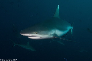 Shark by Kyle Castelyn 